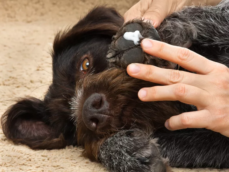 paw wax