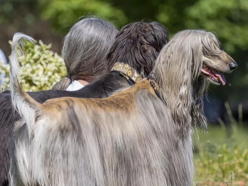 The three Greys