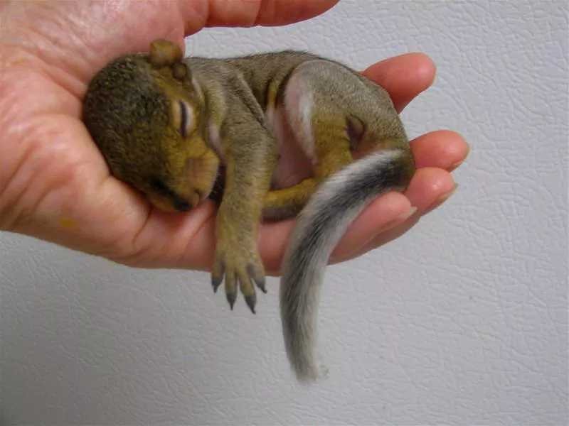 Baby Squirrel eyes shut