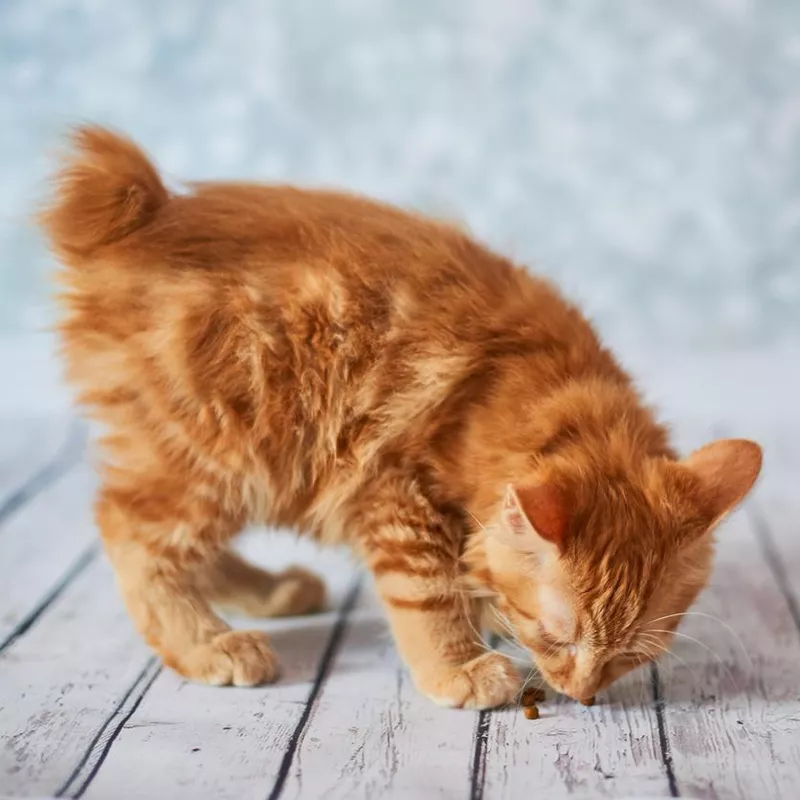 American Bobtail talkative cat