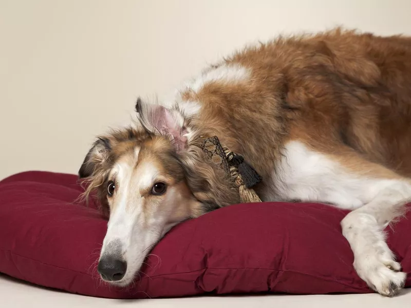 Spoiled Borzoi