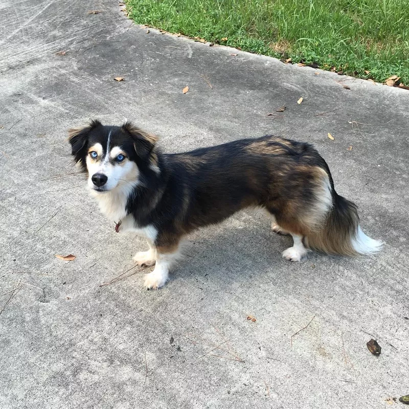 Dachshund Husky Mix