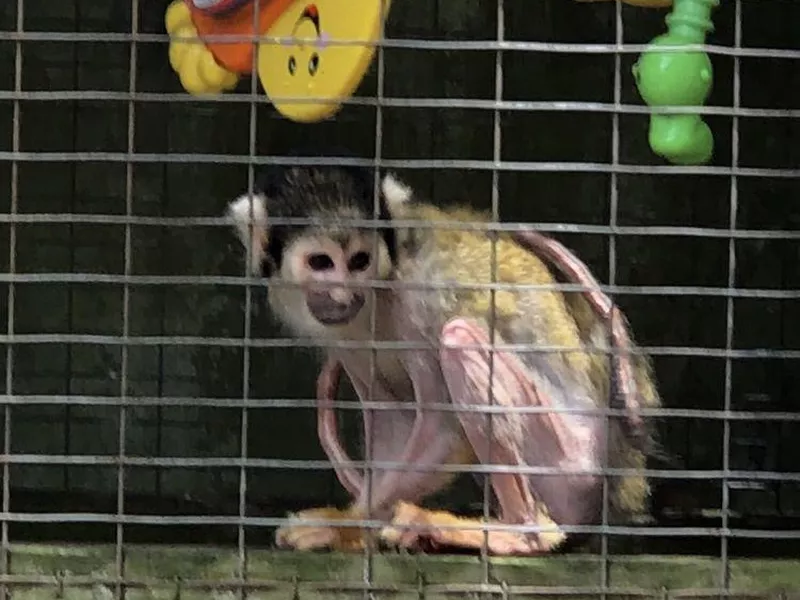 Waccatee Zoo