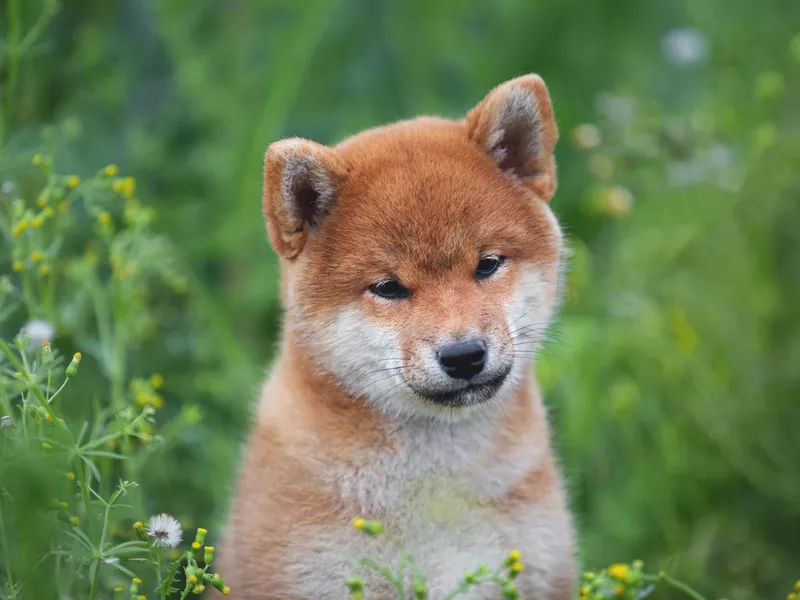 Happy red Shiba Inu puppies are very intelligent