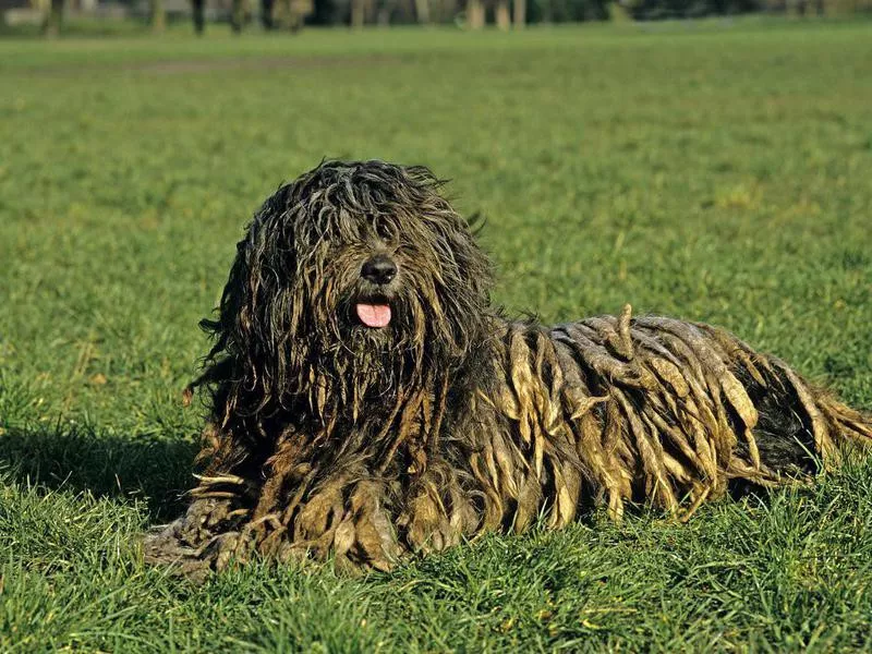 35 Lazy Dog Breeds That Require the Least Amount of Energy