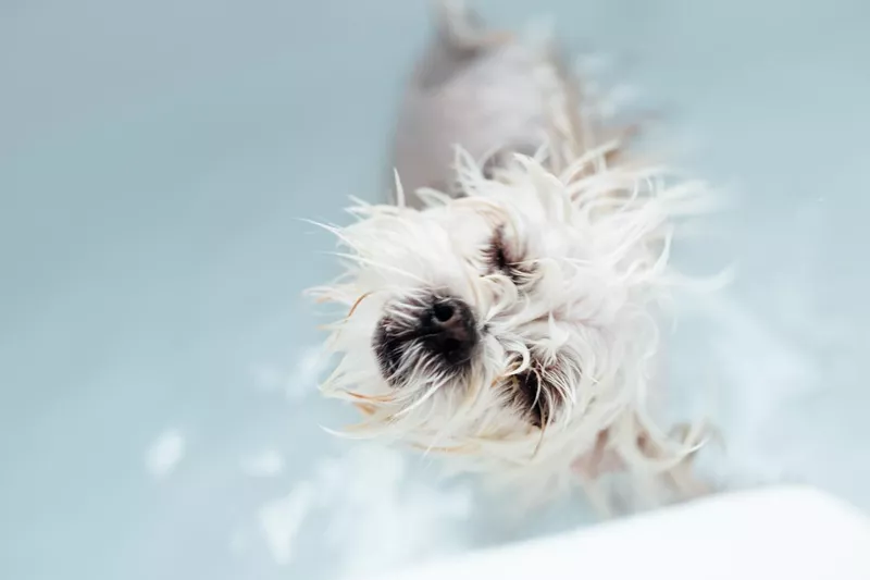 Dog bath