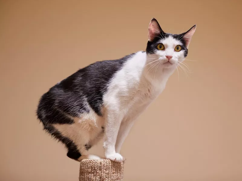 A black and white manx cat on the top of a scratching post