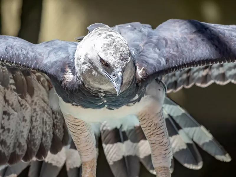 Harpy eagle flying