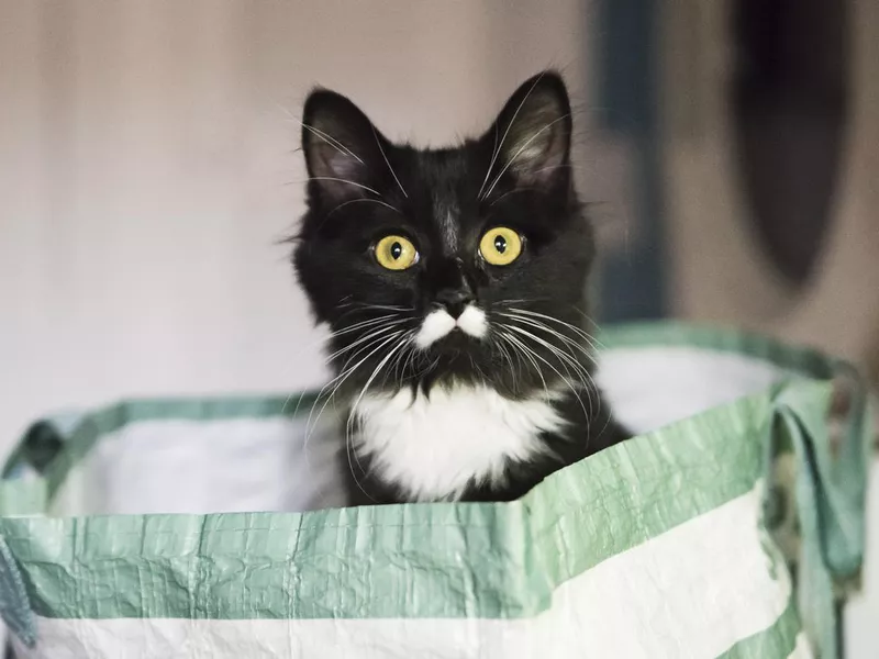 Playful 4 months kitten in reusable grocery bag