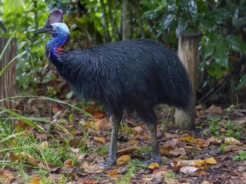 Cassowary