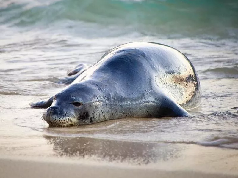 seal