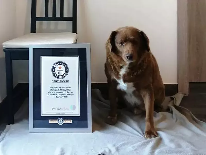 Bobi
