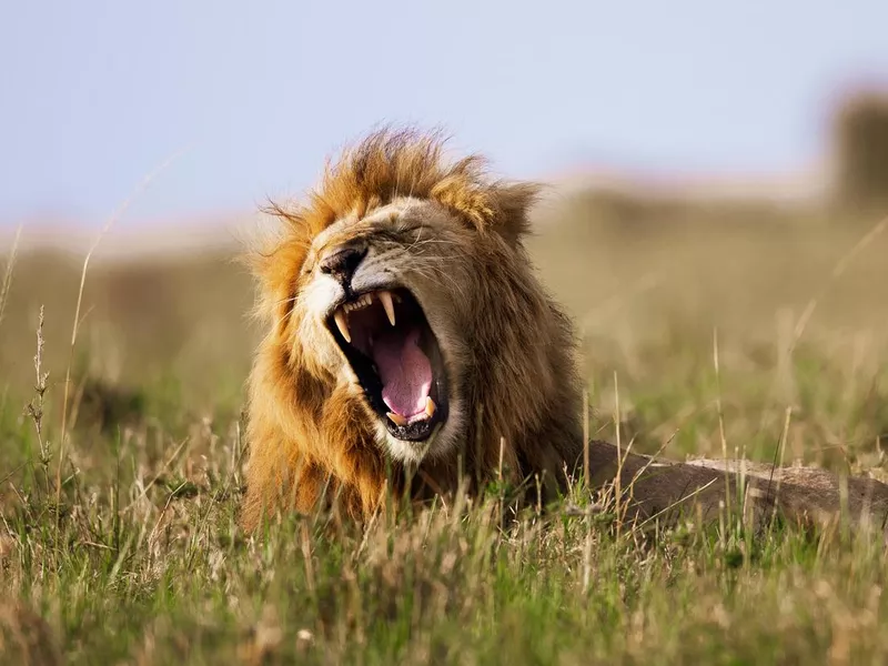 Lion roaring