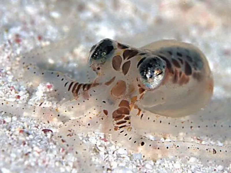 Caribbean Dwarf Octopus