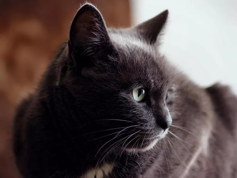 Korat Cats