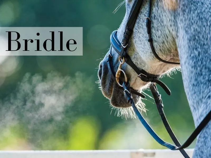 Bridle