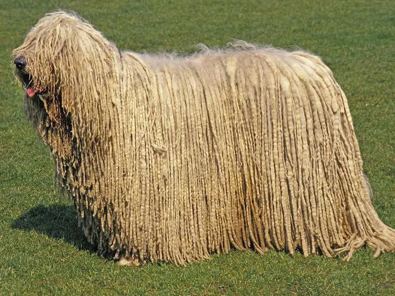 20 Shaggy Dog Breeds With Some Seriously Big Hair