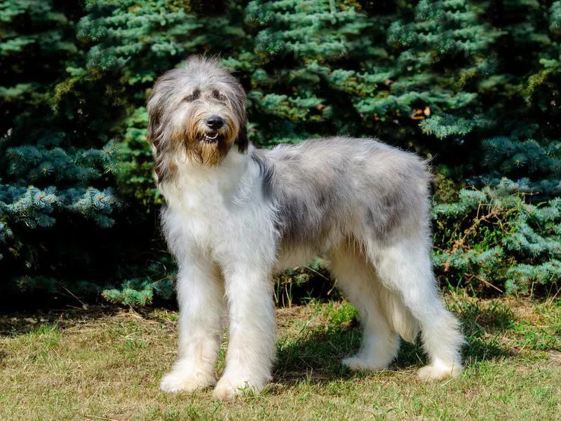 Huge shaggy dog breeds outlet