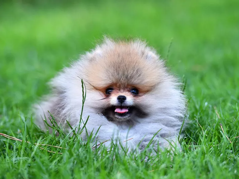 A little pomeranian dog