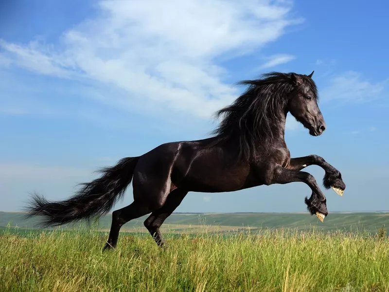 beautiful black horse playing on the field