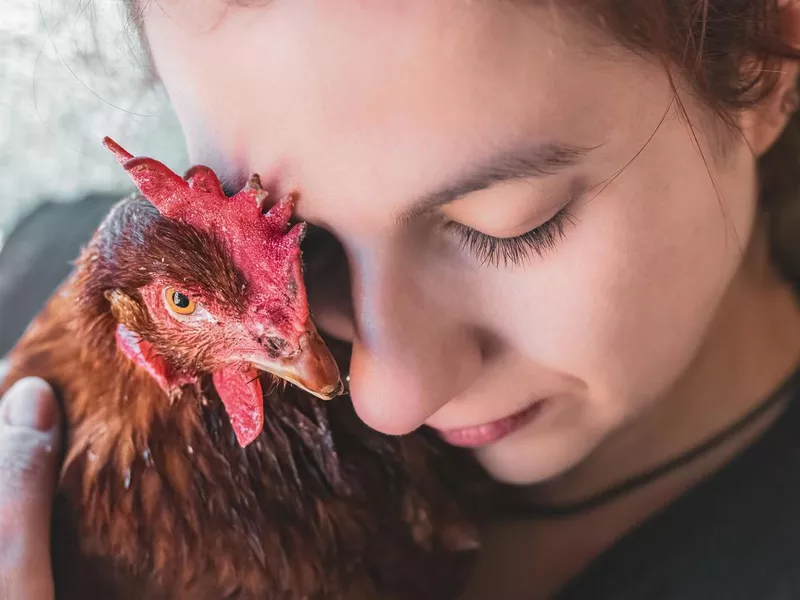 Chicken Lover