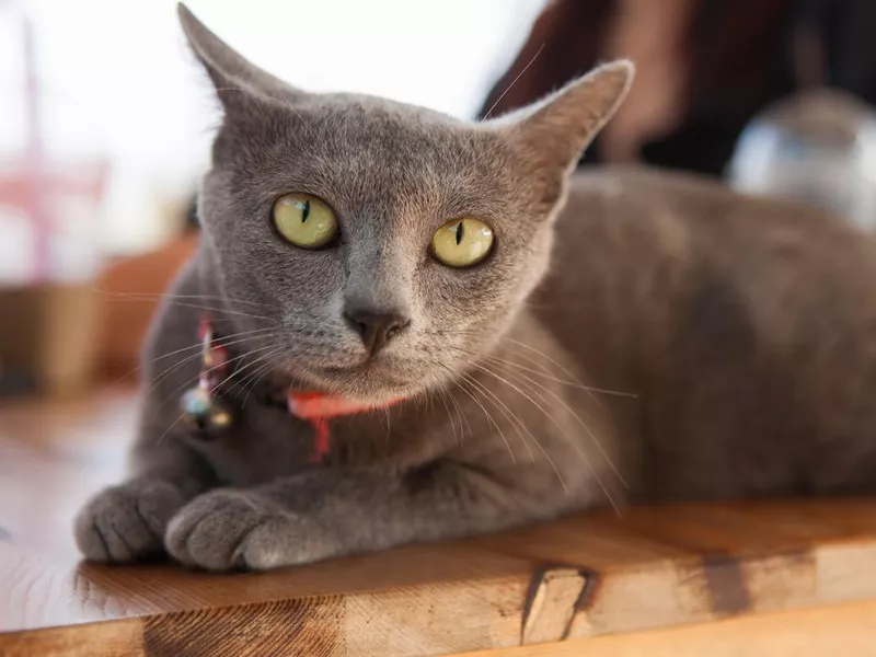 Korat