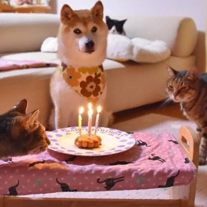 Shiba Inu birthday