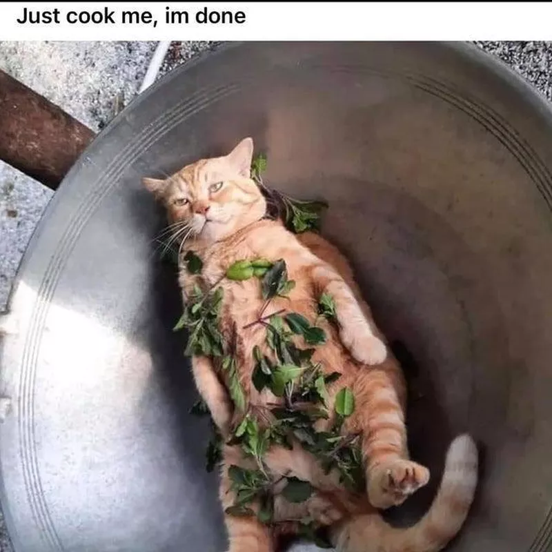 Depressed cat meme