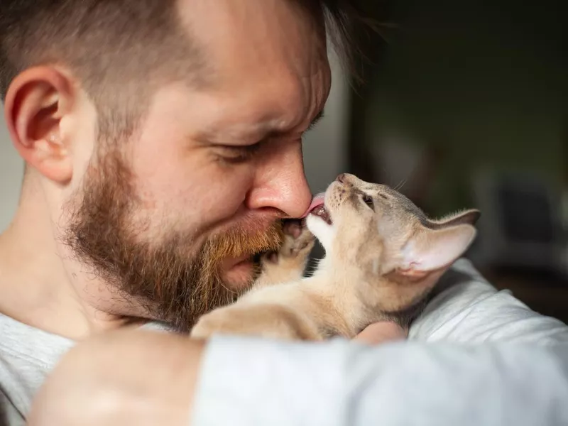 Close up of abyssinian kitten licking bearded man's nose.