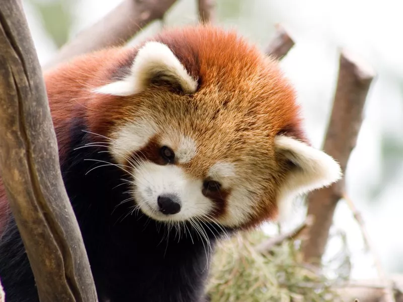 Red panda in the wild
