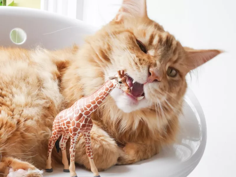 Cat and Plastic Toy Giraffe