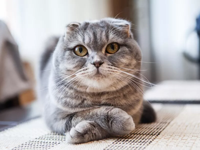 Lovable Scottish Fold Cat