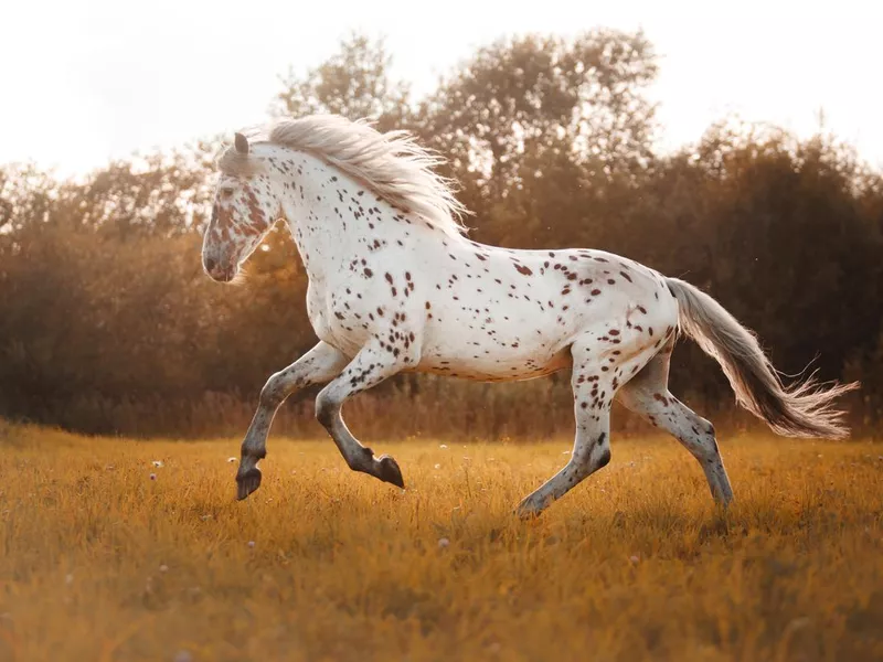 Appaloosa running