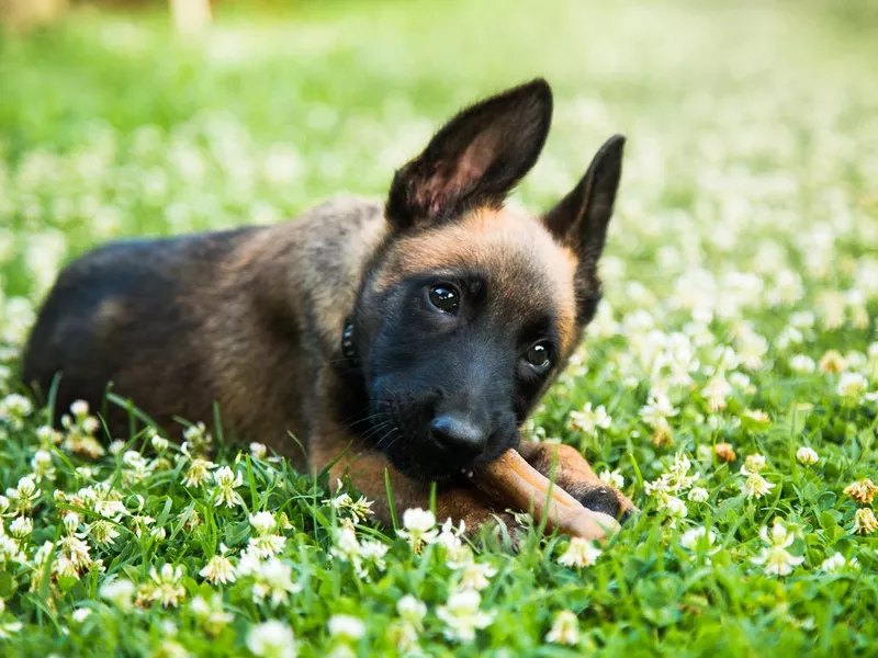 Belgian Malinois puppy outdoors