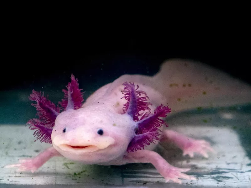 axolotl mexican salamander portrait underwater