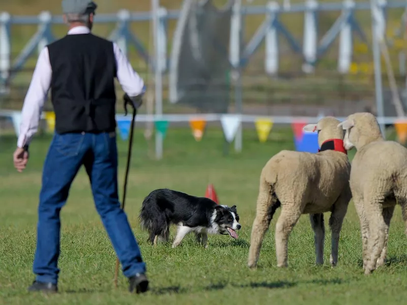 Herding