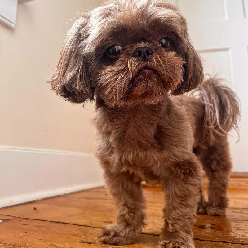 Suspicious Shih Tzu