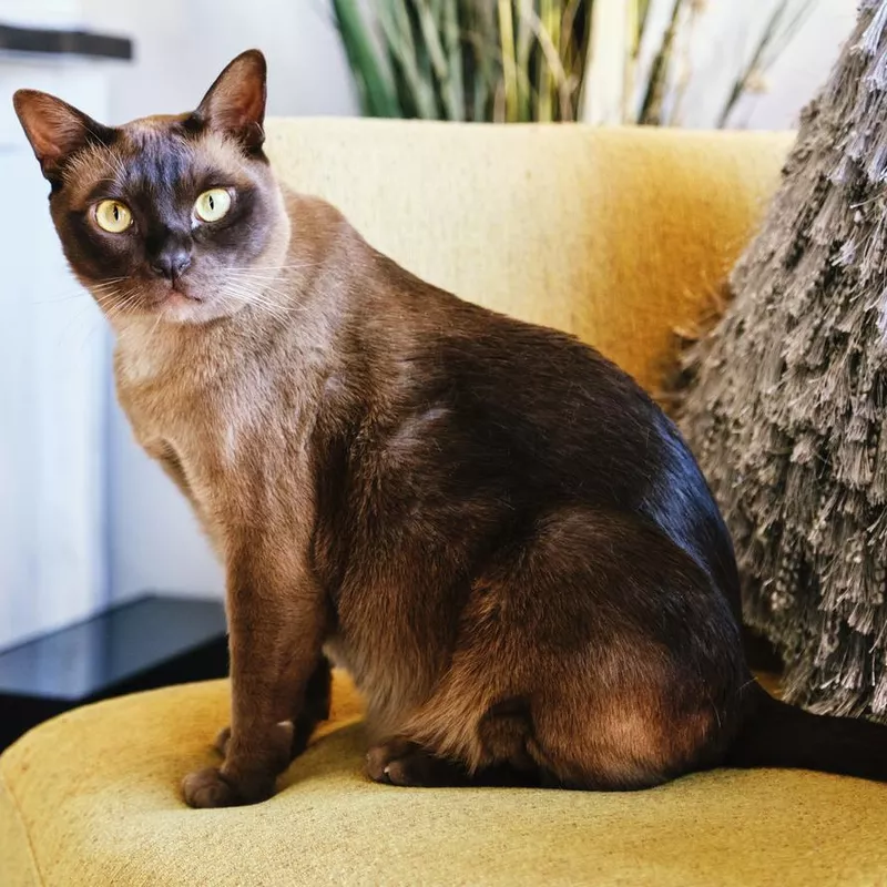 Burmese