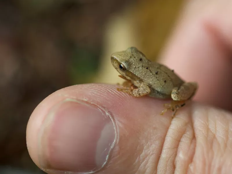 Spring peeper