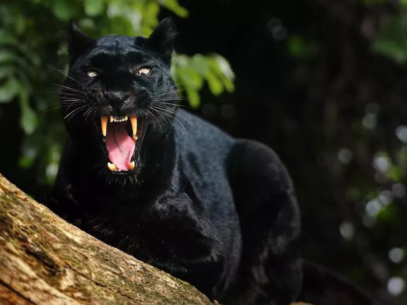 Black Panther