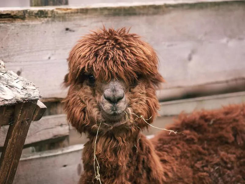 Portrait of alpaca