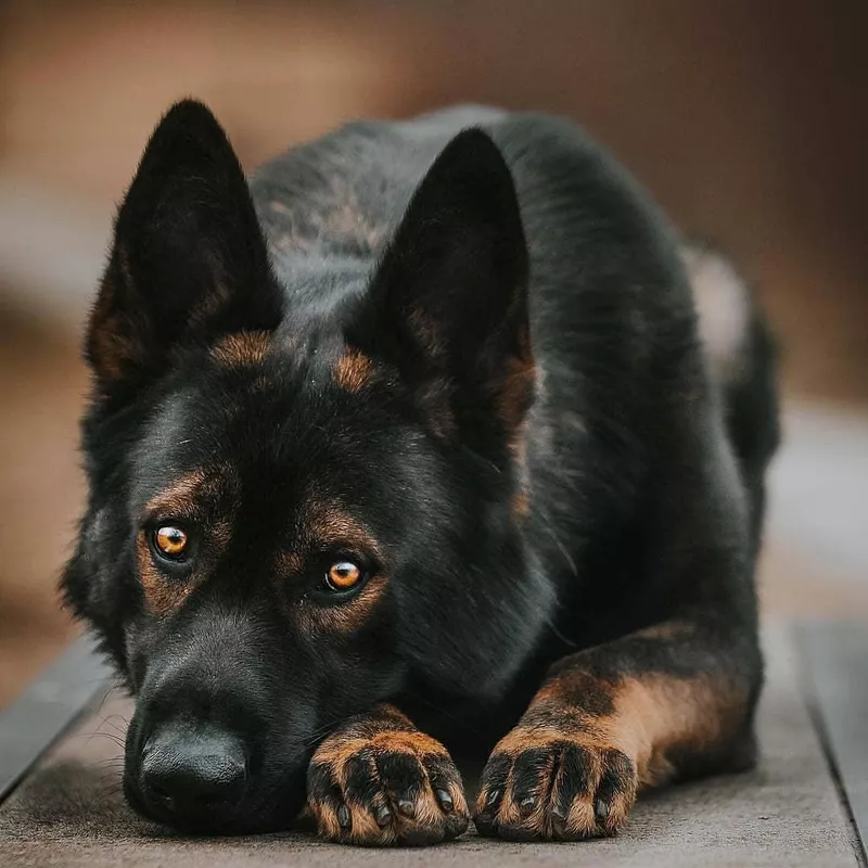 Fun Fact: German Shepherd Husky Mix