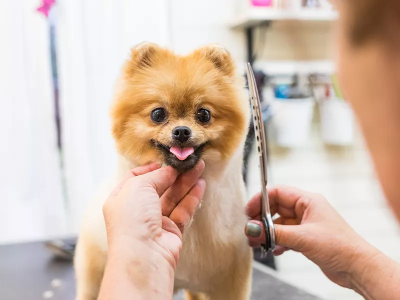 Pomeraninan pet groomer