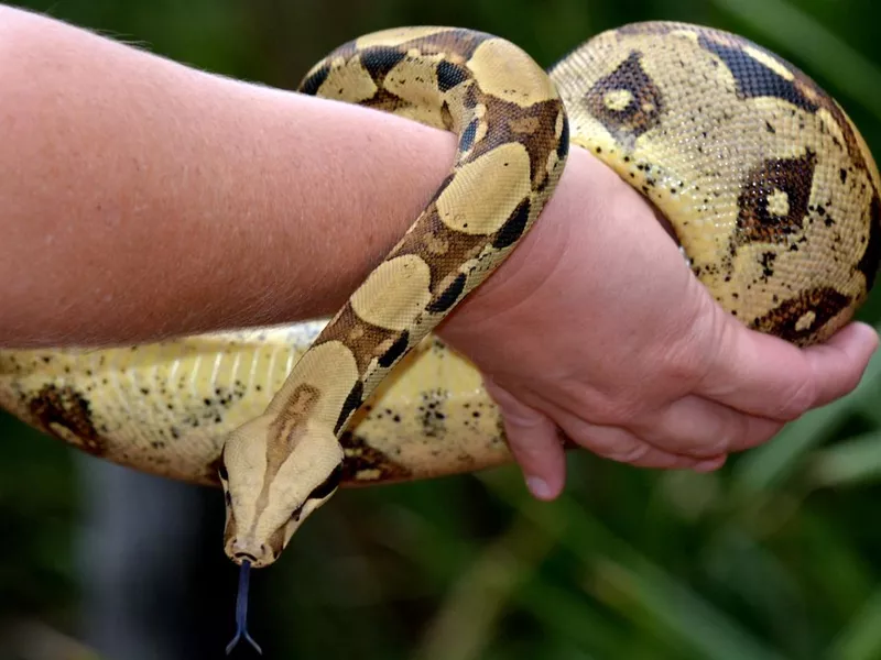 Australian Coastal Carpet Python