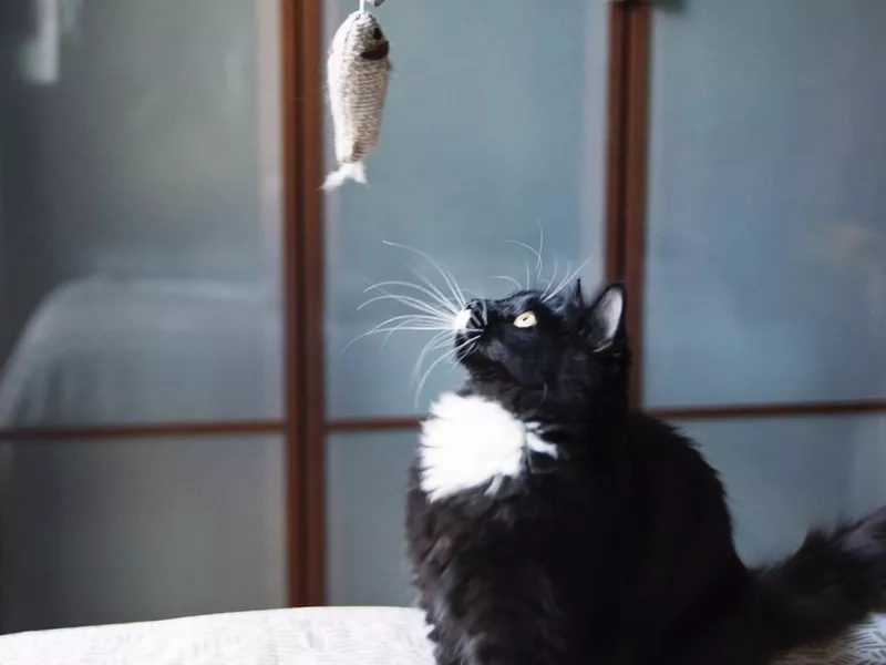 Cat playing with toy fish on bed