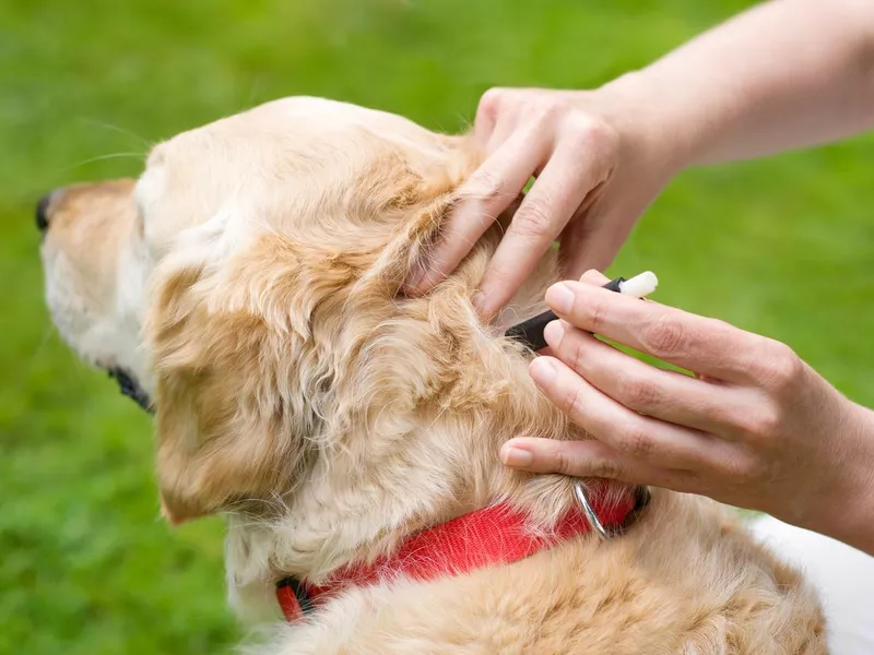 Removal of a dog tick
