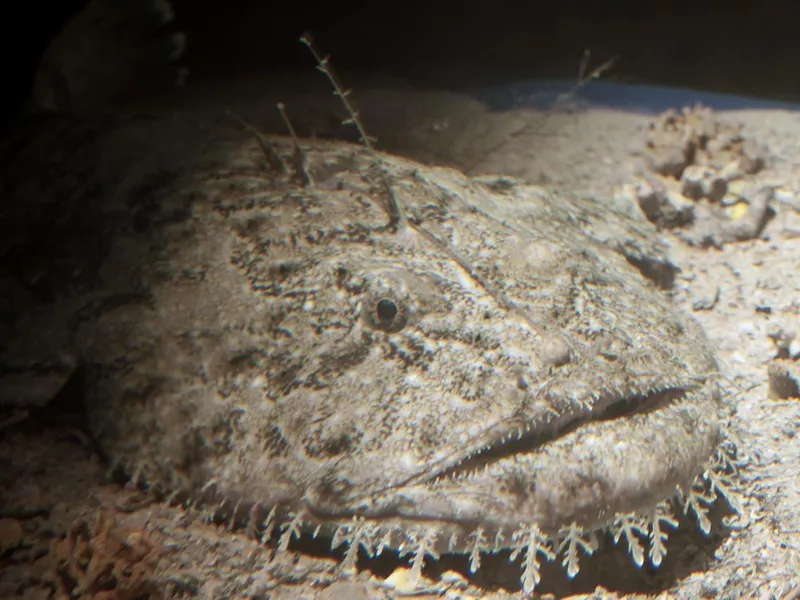Monkfish