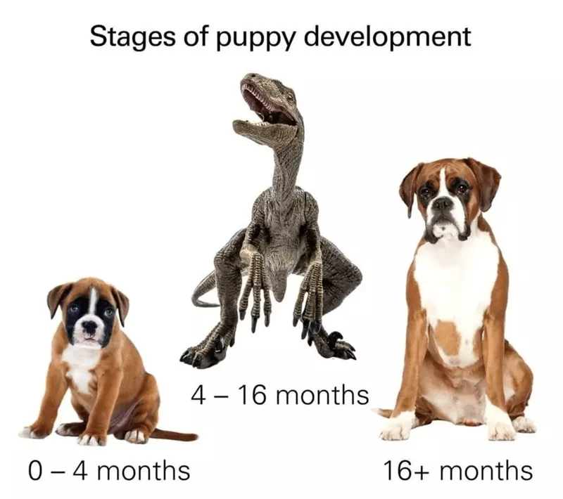 Teenage puppy meme