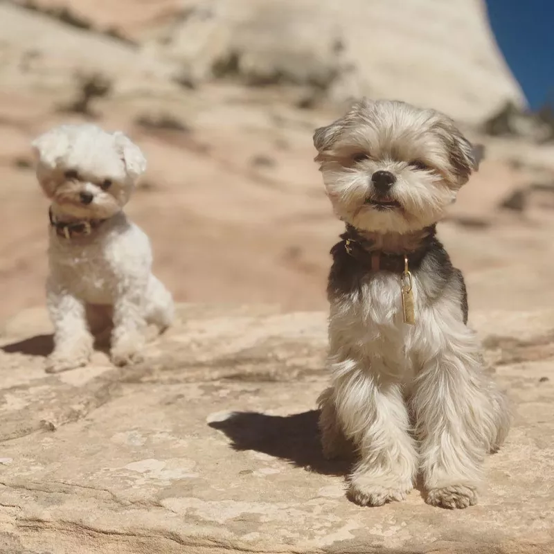Brother Shih Tzu's