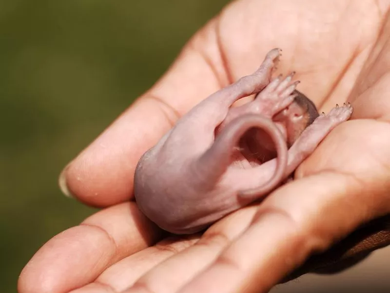 Baby Grey Squirrel